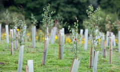 Tree planting by a carbon offset company