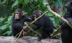 Chimpanzees