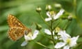 A marsh fritillary at Helman Tor