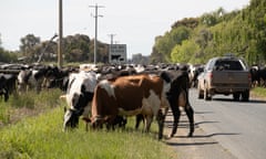 Dairy cows near Echuca in Victoria, Australia