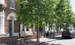 Birch trees growing in north London