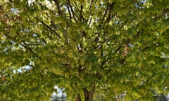 Hainbuchenblatt, Hainbuche, Carpinus, betulus<br>Hornbeam, Carpinus, betulus, is a deciduous tree that is often found in our forests. It is a mighty tree and its wood is an important source of timber