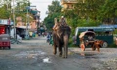 Elephant, Chitwan national park, Nepal