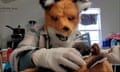 In this image taken from a video provided by the Richmond Wildlife Center, executive director and founder Melissa Stanley wears a fox mask as she feeds an orphaned red fox kit, March 10, 2024, in Richmond, Ca.. Stanley said the mask creates a visual barrier to prevent animals from imprinting on humans. (Richmond Wildlife Center via AP)