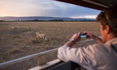 KENYA, Masai Mara: In a photograph taken by Make It Kenya 29 September 2015, Andre Van Kets, Co-founder of HerdTracker.com films a live stream on the Twitter app periscope via a smartphone, of a group of lions known as the Marsh Pride.