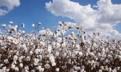 Open cotton at harvest stage<br>England, Arkansas, United States of America
