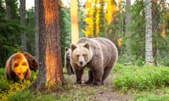 Brown bears in Kainuu, Finland.