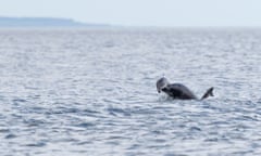 A bottlenose dolphin lifting a harbour porpoise up in the air at Chanonry Point in the Moray Firth.