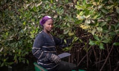 Maria Sambou a member of the TRY Oyster Ladies Association based in the Gambian village of Lamin, harvesting oysters from the mangroves along Lamin Bolong, a tributary of River Gambia