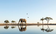 African Elephant at Water Hole, Botswana<br>Africa, Botswana, Chobe National Park, African Elephant (Loxodonta africana) stands at edge of water hole in Savuti Marsh