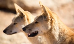 Wild dingoes near Alice Springs