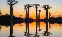 Baobab trees (Adansonia Grandidieri) reflecting in the water at sunset, Morondava, Toliara province, Madagascar<br>EACW7N Baobab trees (Adansonia Grandidieri) reflecting in the water at sunset, Morondava, Toliara province, Madagascar