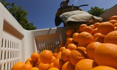 Oranges being harvested.