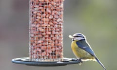 RSPB Big Garden Birdwatch<br>A blue tit on a bird feeder in a garden in York ahead of this weekend's RSPB Big Garden Birdwatch. The annual survey encourages people to watch the birds in their garden or local park for an hour over the weekend and record the greatest number of each species they see. The results can be submitted online at www.rspb.org.uk/birdwatch. PRESS ASSOCIATION Photo. Picture date: Friday January 29, 2010. See PA story ENVIRONMENT Birdwatch. Photo credit should read: Anna Gowthorpe/PA Wire