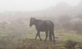 A Garrano horse with a GPS tracker in the Cabreira Mountain