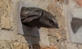 An adult swift emerging from a nest in a hollow brick.