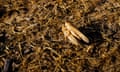 Moroccan locusts mating. 