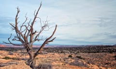 One lone tree in white pocket Arizona<br>Dying tree in the Arizona desert