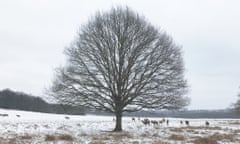 Richmond Park on a very wintry Sunday