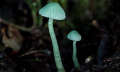 The gliophorus viridis fungus, a glowing green mushroom with a small cap head and long stem