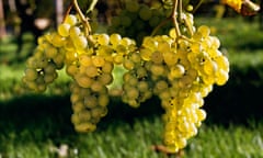 Grapes at Lamberhurst Vineyards in Kent