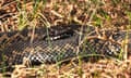 A sunbathing female adder with her polished-garnet eye.