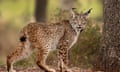 An Iberian lynx looks standing in woodland