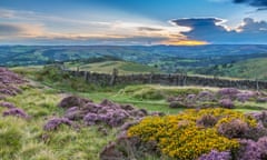 Flowering heather on Stanage Edge, including a stone wall, the sunset and a valley in the distance