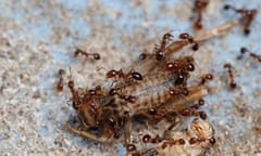 Fire ants swarm dead insects. Queensland environment authorities have urgently stepped up plans to eradicate invasive fire ants.