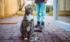 Cat in front of empty bowl looking up at owner.