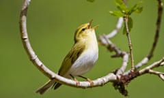 The wood warbler