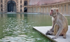 Monkey business ... a rhesus macaque at a temple in Jaipur.
