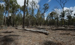 An area of bushland being rejuvenated after a spill in 2014 at Santos’s Bibblewindi water treatment facility, part of its Narrabri gas project.