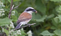 A red-backed shrike