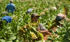 General Views Of Tobacco Harvest At Eaton Farms<br>Workers pick flue-cured tobacco leaves during the harvest on land leased by Eaton Farms in Kernersville, North Carolina, U.S., on Wednesday, Aug. 8, 2012. Although smaller than last year, a quality U.S. tobacco crop endured a tough agricultural growing season in 2012. Photographer: Davis Turner/Bloomberg via Getty Images AMERICA; AMERICAS; AMERIC|U.S.A.; US; USA; SOUTH; SOUTHER|AGRICULTURE; AGRICULTURAL|COMMODITY; COMMODITIES|FARM; FARMER; FARMING|LABOR; LABORER|ECONOMY;