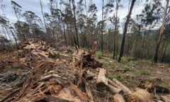 Logging in the Clouds Creek state forest