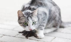 tabby cat sitting hunting catched a bird<br>tabby cat standing on pavement, holding a bird in her mouth