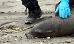 Sick sea lion on beach comforted by volunteer wearing blue gloves and black boots
