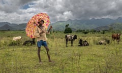 A boy with a colourful umbrella in front of some cattle