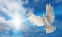 White dove flying