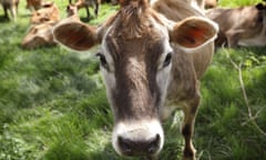 A jersey cow feeds.