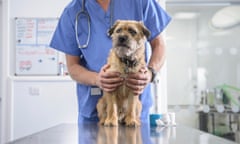 Portrait of vet holding dog on table in veterinary surgery