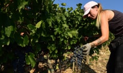 ITALY-HEALTH-VIRUS-WINE<br>A woman harvests grapes on September 15, 2020 in the vineyards of the Ricasoli wine estate at Castello di Brolio castle, the most extensive in the Chianti Classico area, in Gaiole in Chianti, Tuscany. - Two days before the coronavirus pandemic shut down Italy for two months, shattering wine exports and sales, the owner of one its most historic vineyards headed back into the country a worried man. Six months later Francesco Ricasoli and his wine-making team are leading the charge by Italy's "Black Roosters", the trademark for Chianti Classico, to put the country's most famous label back on restaurant tables. (Photo by MIGUEL MEDINA / AFP) (Photo by MIGUEL MEDINA/AFP via Getty Images)
