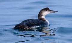 A great northern diver