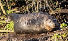 The Rochford seal.