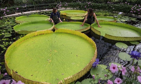 Time-lapse of the world's largest waterlily species discovered at London's Kew Gardens – video