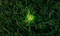A female glow-worm in the grass at Seacombe, near the village of Worth Matravers