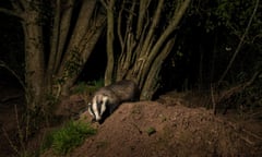 Badger (meles melese) emerges from it's set at night.