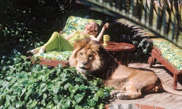 Lion around … Tippi Hedren and her pet lion, Neil.