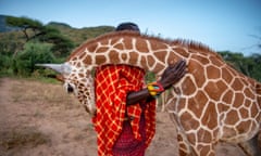 ‘They do a round of the stables and greet him, then make their way back to the wild’ … Fupi nuzzles wildlife keeper Lekupania.